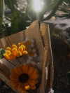 xiaojie._.891218 Altpins Profile Picture
