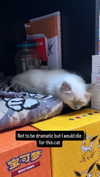 alice_hez Altpins Profile Picture