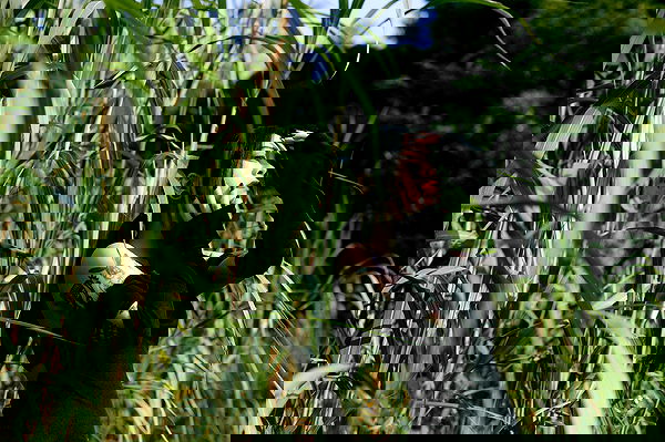 ting851204 ting851204 archive image