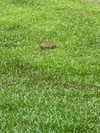 elizabethcampbelljones Altpins Profile Picture