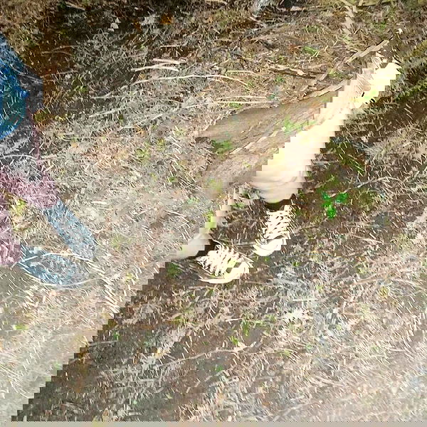 xombunni image ~ Altpins