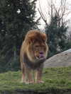 dilwwyy Altpins Profile Picture
