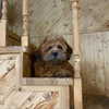 dear.zia Altpins Profile Picture