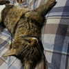 nishymoon_ Altpins Profile Picture