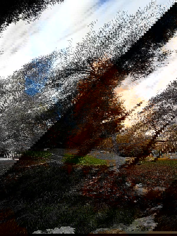 strawberryshanz strawberryshanz archive image