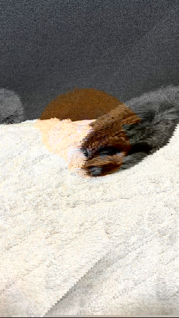 onlykrisssty onlykrisssty archive image