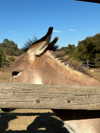 elizabethcampbelljones Altpins Profile Picture