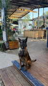 roni_ackerman Altpins Profile Picture