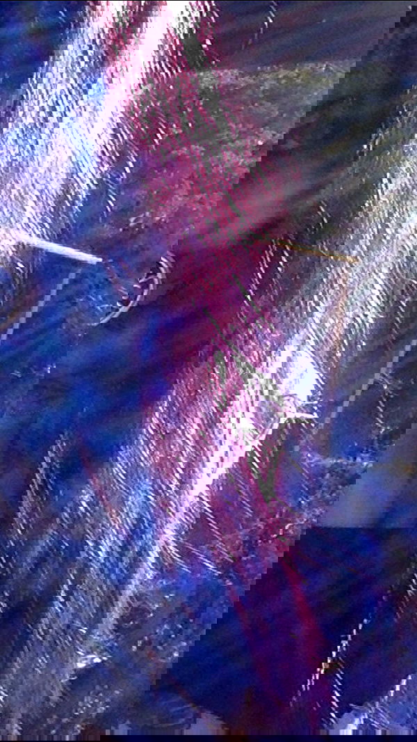 zommmbri zommmbri archive image