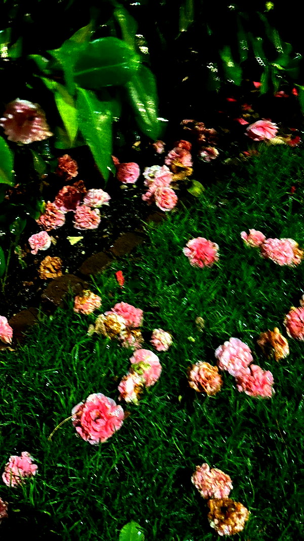 leonanaomii instagram image archive image