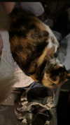 burcumsai Altpins Profile Picture