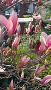 ivy.pavlova Altpins Profile Picture