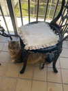 teakitten_ Altpins Profile Picture