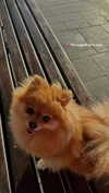 arielgino_ Altpins Profile Picture