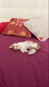 federica.piccinni Altpins Profile Picture