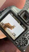 maori_cohen Altpins Profile Picture