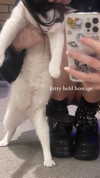 livindeadyaz Altpins Profile Picture