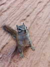 blossom_in_my_moonlight Altpins Profile Picture