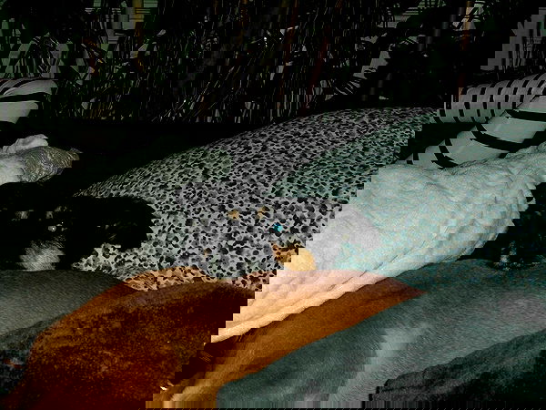 manjolamuriqi manjolamuriqi archive image