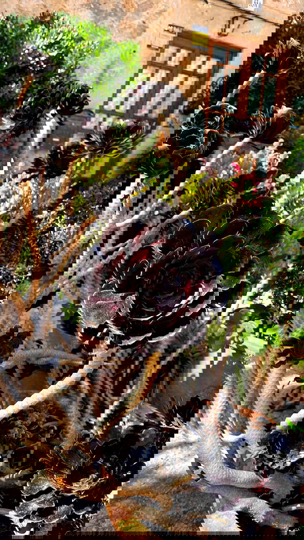 shunli__mei image ~ Altpins