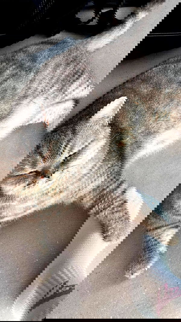 elianachetrit image ~ Altpins