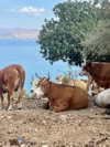 yaarat11 Altpins Profile Picture