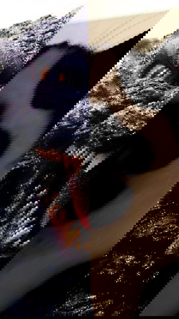 dracuina dracuina archive image