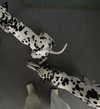 veroni22ka Altpins Profile Picture