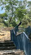 _broock_ Altpins Profile Picture