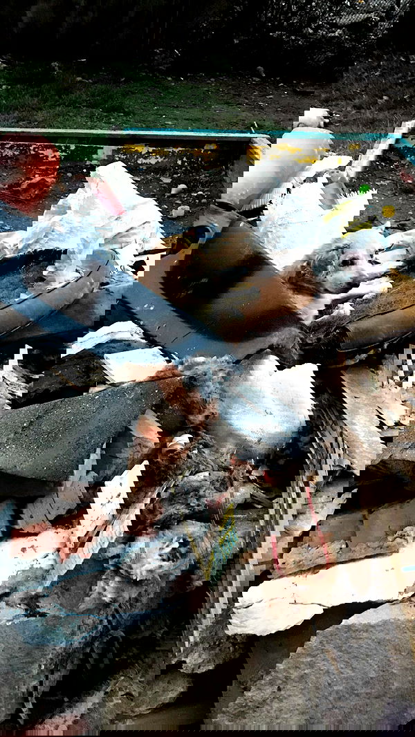 imalovesosa imalovesosa archive image