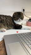 sonia_litvanchuk Altpins Profile Picture