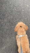 basakerrrrr Altpins Profile Picture