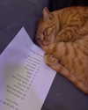 roni_ackerman Altpins Profile Picture