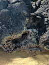 isavramirez Altpins Profile Picture
