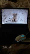 rott3nbambi Altpins Profile Picture