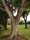 shpaakova Altpins Profile Picture