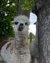 danamrts Altpins Profile Picture