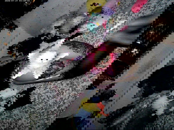 hellokittyangel666 hellokittyangel666 archive image