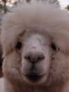 alishevs Altpins Profile Picture