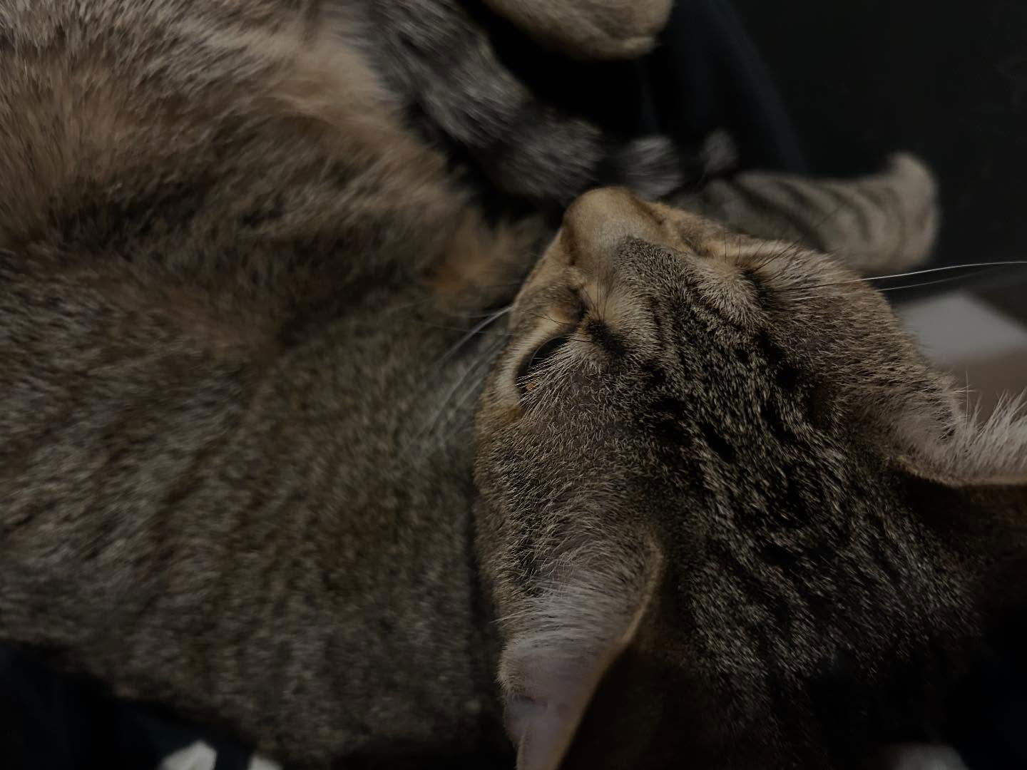 _animechika_ instagram image archive image