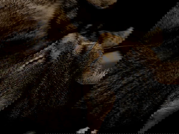 _animechika_ image ~ Altpins