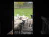 hellyeahma Altpins Profile Picture
