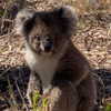 maori_cohen Altpins Profile Picture