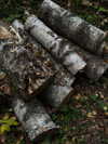 vollkova__ Altpins Profile Picture