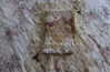 teakitten_ Altpins Profile Picture