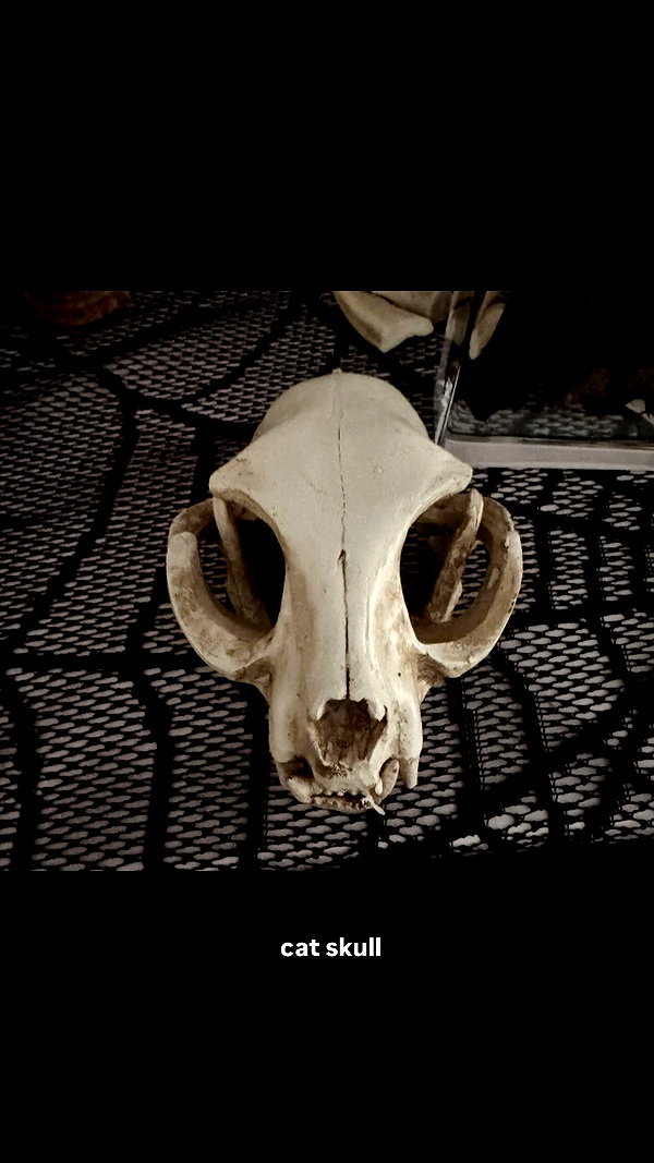 vampiryska archive image