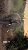 maori_cohen Altpins Profile Picture