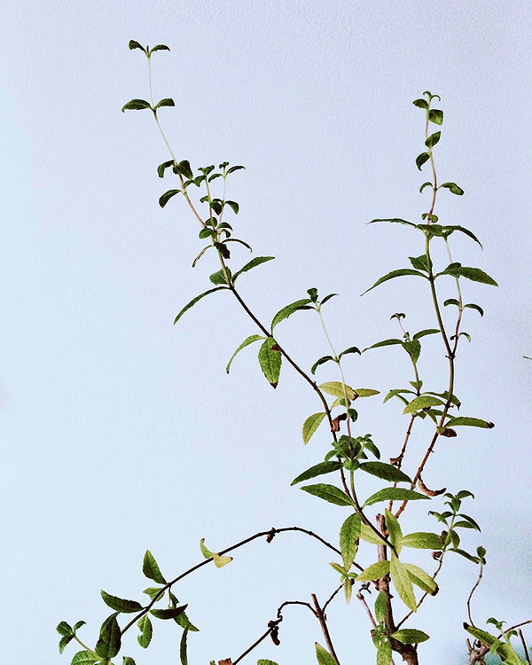 hallucineon instagram image archive image