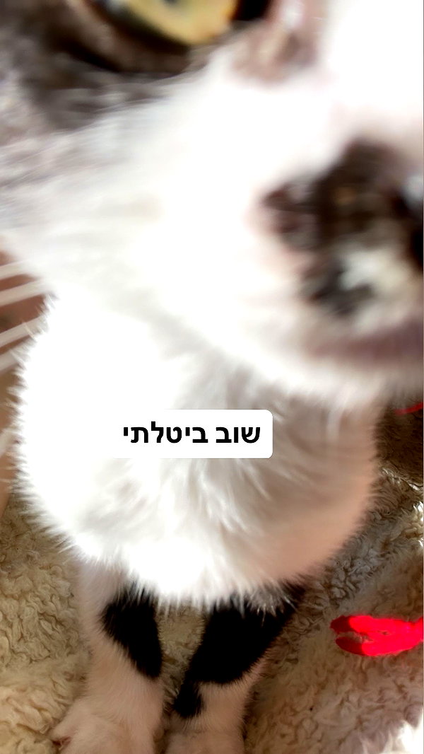 liliashaked instagram image archive image