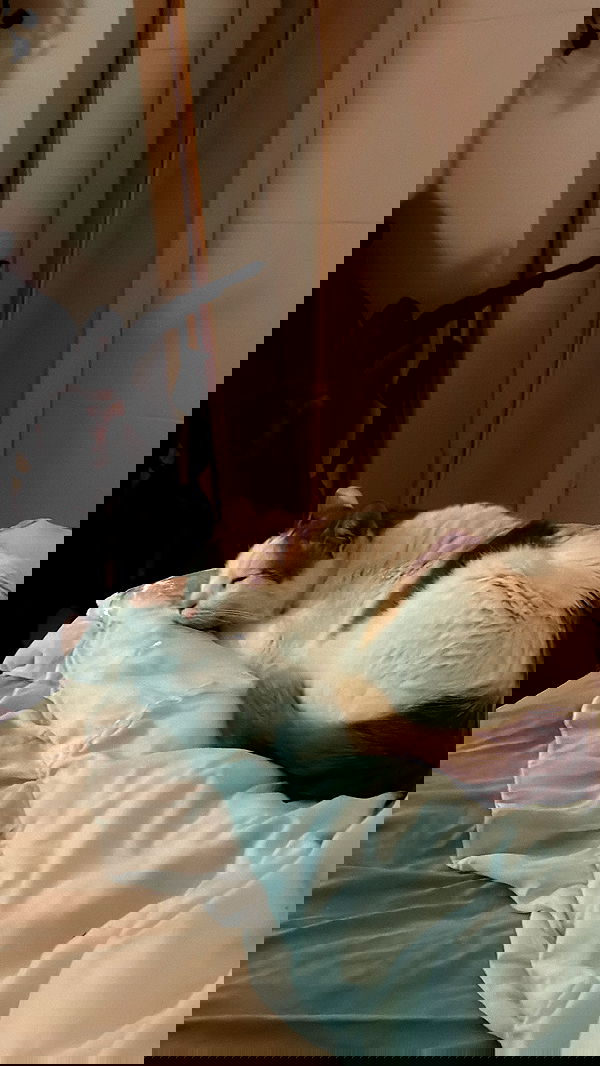 strawberryshanz strawberryshanz archive image